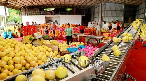 做强柚果产业 助力乡村振兴！五华规划未来6年增种8.85万亩梅州柚